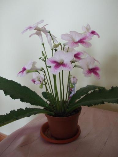 DSCF2779 - streptocarpusi