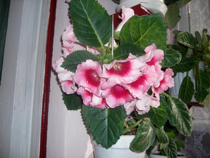 Gloxinie roz degrade - Flori 2008