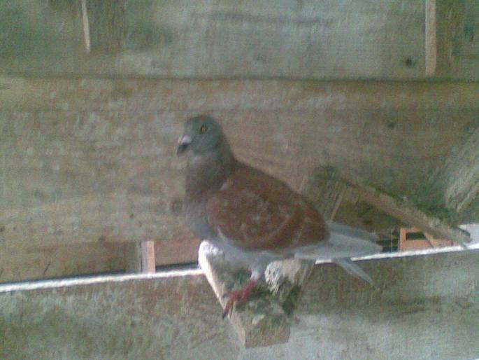 07062008(003); fratele lu ala alb,tot pui...
