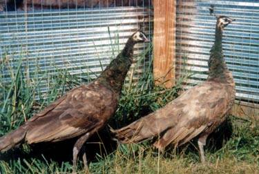 jadespfs - 1-Rase de pauni