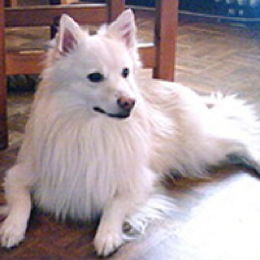 spitz-mijlociu-german-001