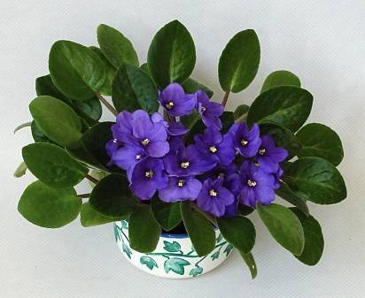 FWARLPYOYNUOCKUGLHE - Flori