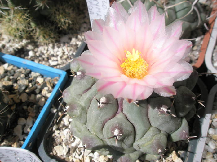 Thelocactus rinconensis v. phymatothele - 08.07 - Thelocactus