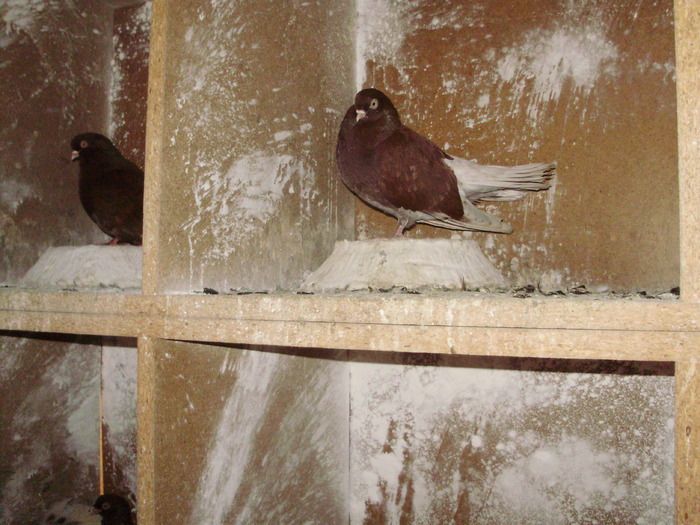 P9061367 - 1709 Marian Anghel