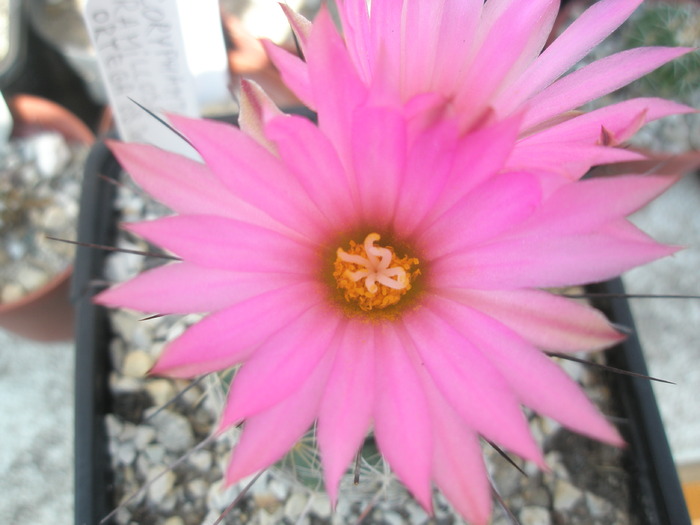 Coryphantha ramilosa - floare