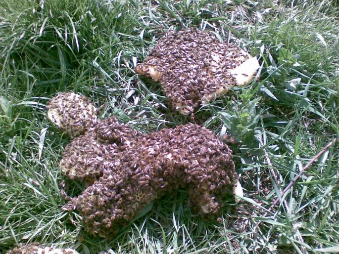 18042008(001) - albine