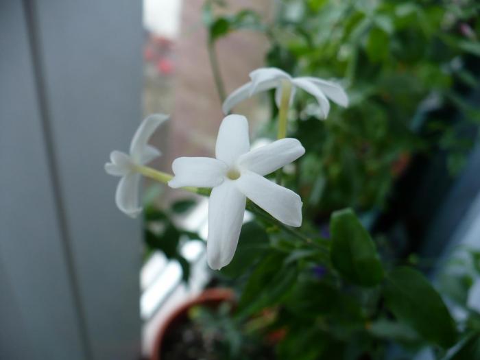 P1070890 - Iasomie de camera - Jasminum