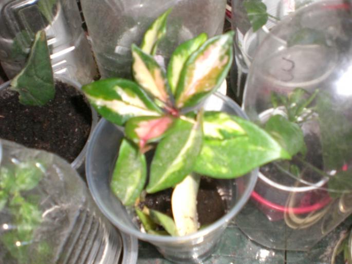 aug 2008 011