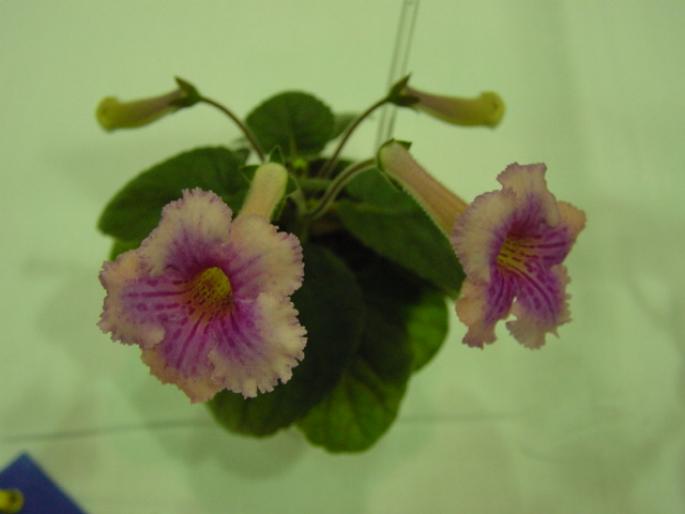 Sinn_Ozark_First_Born_2005avsa - violete de pe net 1