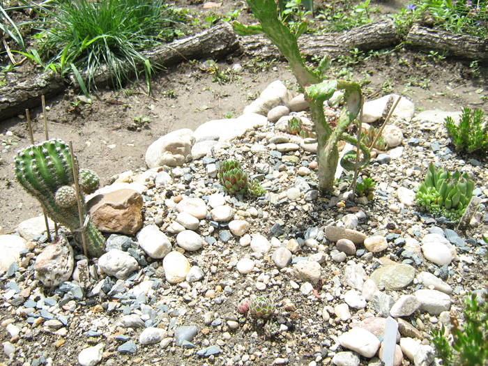 IMG_8651 - Cactusi la mosie 27 iunie 2009