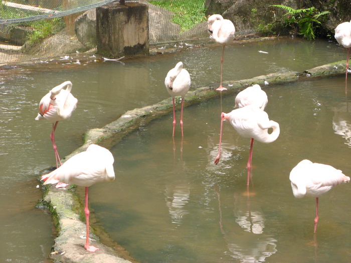 IMG_0216 - 2_1 - Kuala Lumpur Bird Park