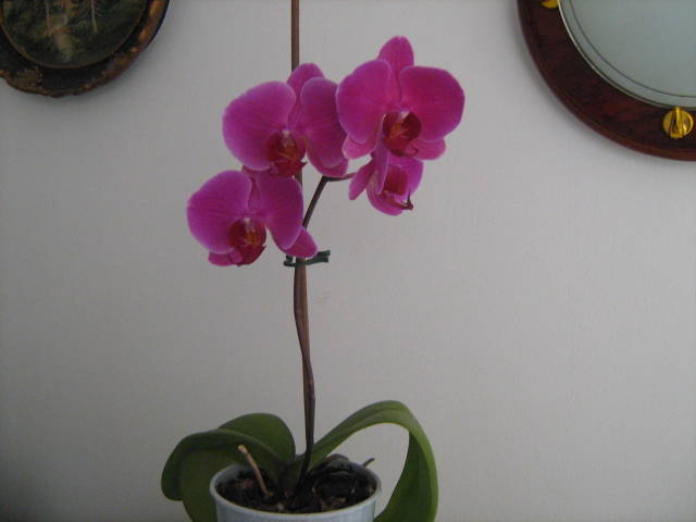 IMG_2659 - Orhideele in 2009