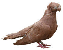 jucator bimatot calarasi - X-TODAS LAS RASAS DE PALOMAS EN EL MUNDO