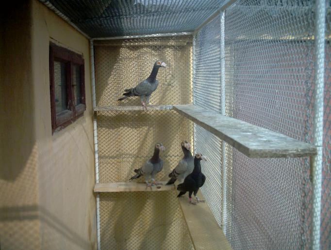 21 - porumbei carieri - 2007