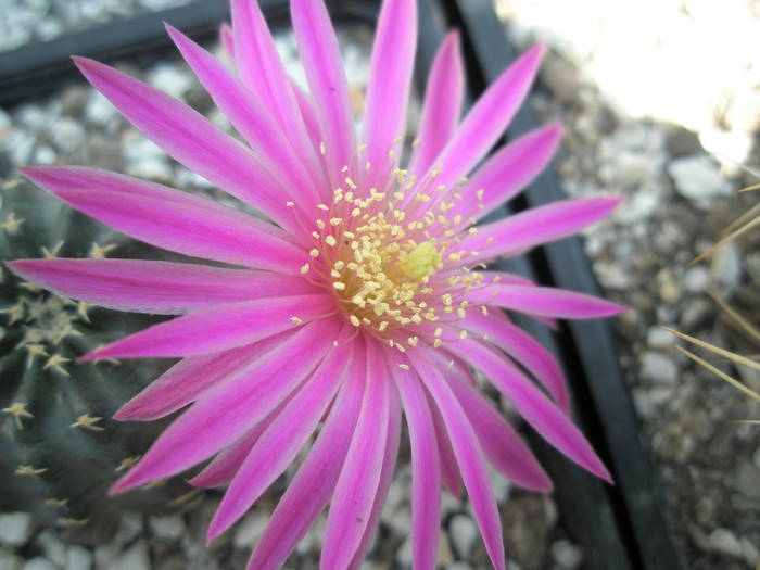 Echinocereus pulchellus - floare detaliu