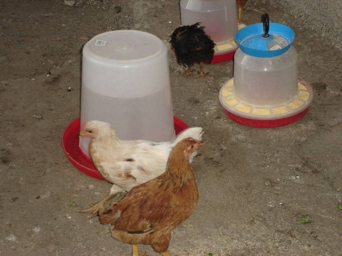 96 - Rate-Gaini-Gaste