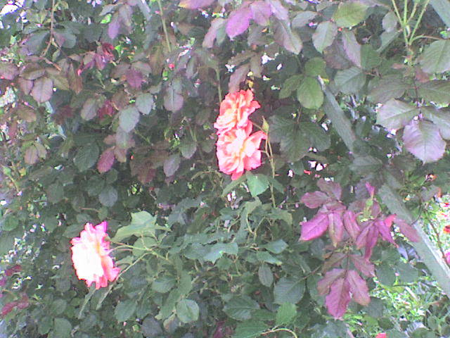 DSC00626 - trandafiri