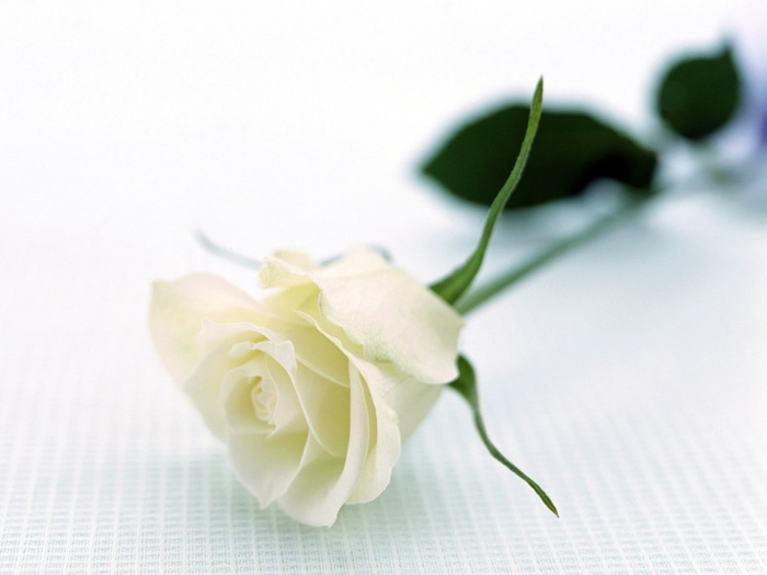 white rose - Rose