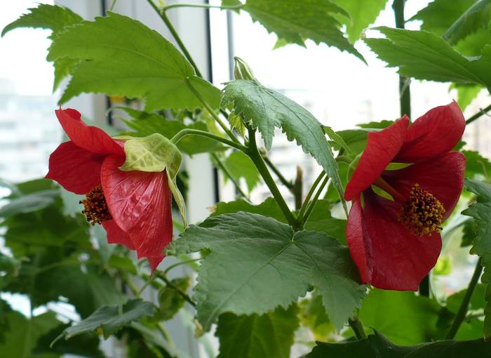 P1150316 - ABUTILONI