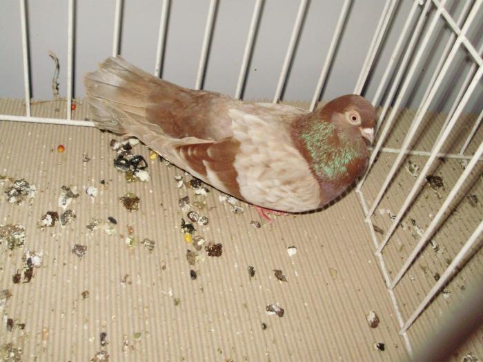 gagiu 3 - 1506 2 porumbei rz