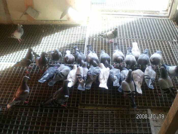 34 - porumbei Mihai si Gigi