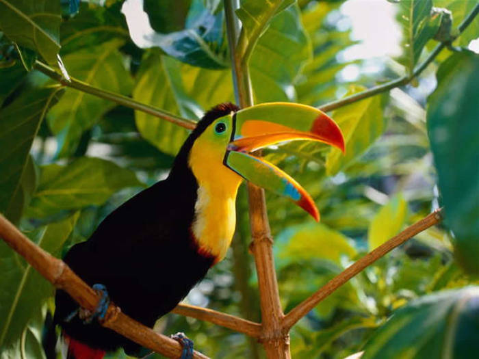 exotic-parrot-wallpaper