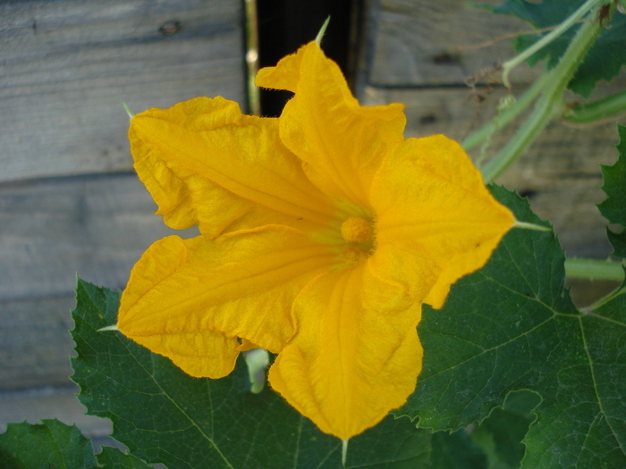 Yellow Pumpkin Flower (2009, Aug.21) Yellow Pumpkin Flower (2009, Aug.21)
