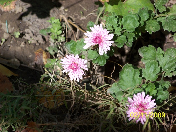 100_3781 - Toamna in curte  Timisoara