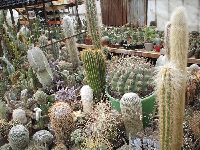 grup - colectia mea de cactusi