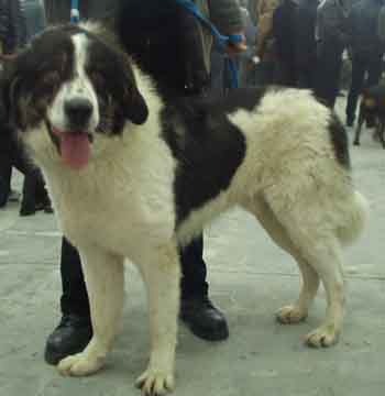 bucovina4m - campioni ciobanesc romanesc