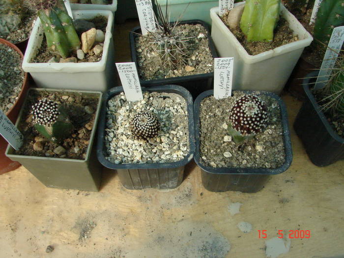 Mamillaria luethyi