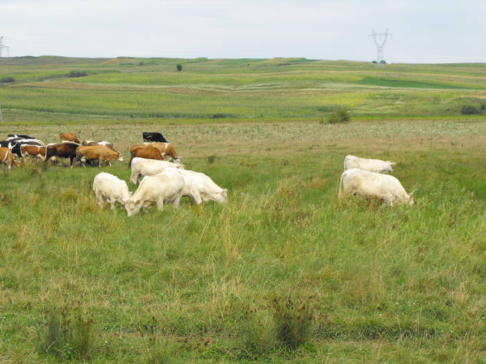 La pasune 1 - Vitele dupa populare ferma - august 2009