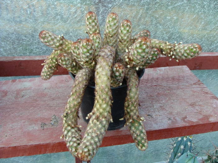 Mammillaria elongata - Gymnocalicium-Mammillaria