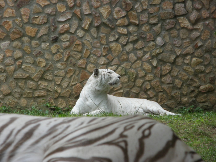 P7040063 - Zoo Nyiregyhaza 2009