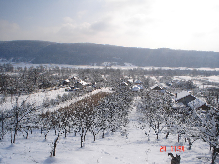 DSC08793 - Bella ianuarie 2010