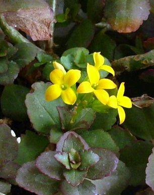 Kalanchoe blossfeldiana