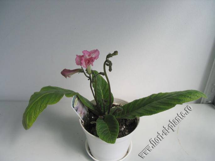 Streptocarpus pink souffle 1 - Streptocarpus