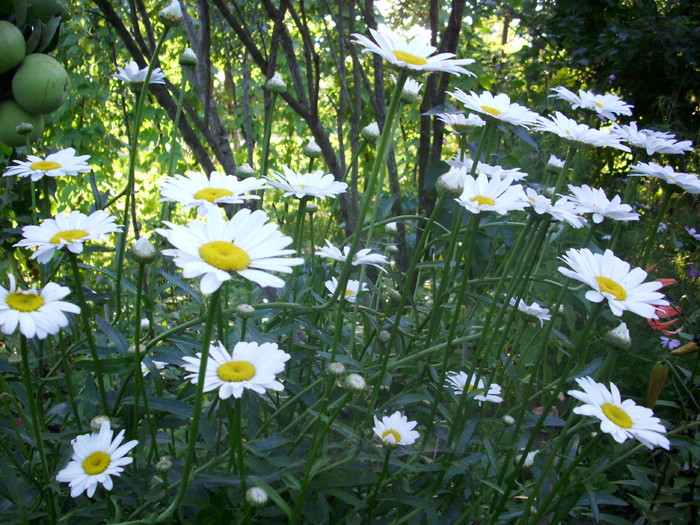 DSCI0682 - flori din gradina mea