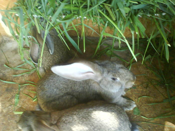 femele urias belgian 2 luni