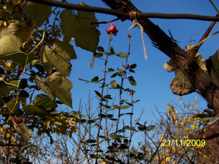 100_5014 - Toamna in curte  Timisoara