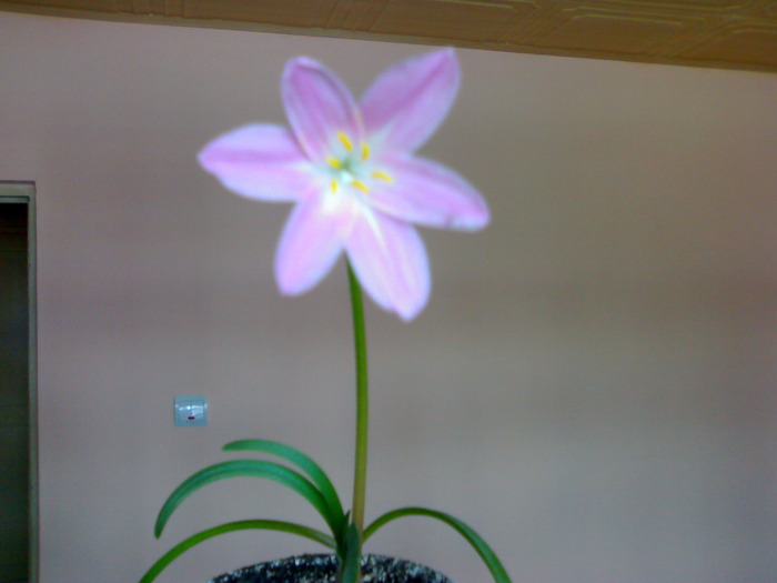 Z. grandiflora august-septembrie 2009 - Zephyranthes