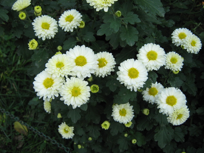 crizantema de gradina - flori din gradina 2009