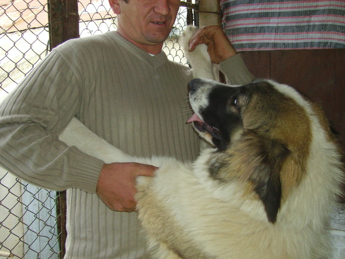 dona ciobanesc-caucazian - paznici mei