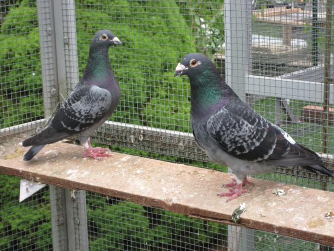 Perechea 1.  Desmeth Mathis+H.van Riel - CRESCATORIA MEA