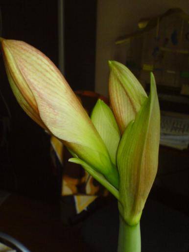 CSAVAYVBHCLILXPTYLV - hippeastrum