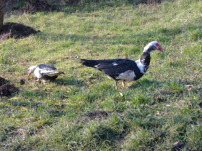 DSCF6167 - Rata leseasca - Cairina moschata