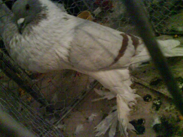 DSC00356 - Expozitia de la Tarnaveni din 2009