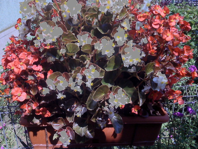 BEGONIA - FLORI 2009