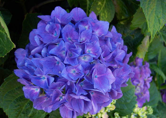 Hortensia