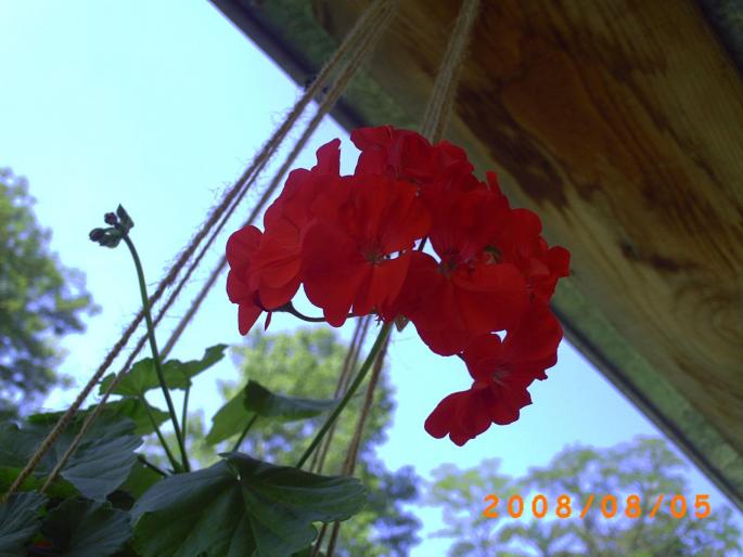 PICT0056 - pelargonium